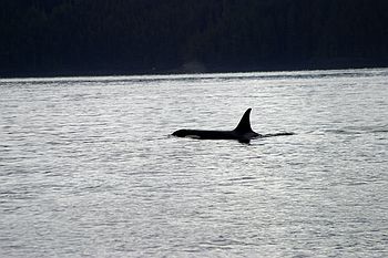 Orcas
