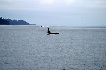 Orcas