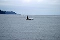 Orcas
