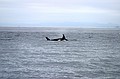 Orcas