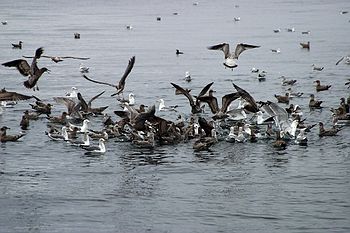 Feeding frenzy