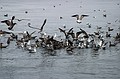 Feeding frenzy