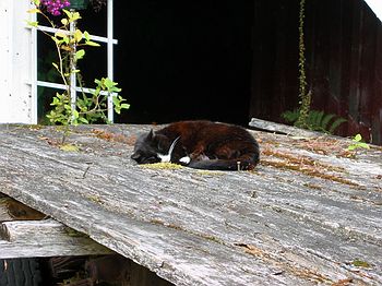 Arhh, Puss.