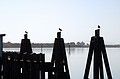 The BIRDS!!! - Bodega Bay