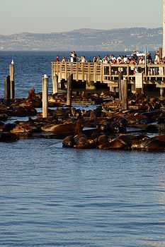 Very noisy Sealions