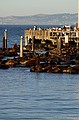 Very noisy Sealions