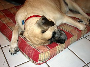 Sleeping Beau