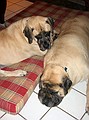 Jeb & Beau
