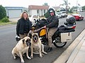 Decided to add 2dog power