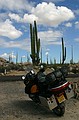 Bike & cacti