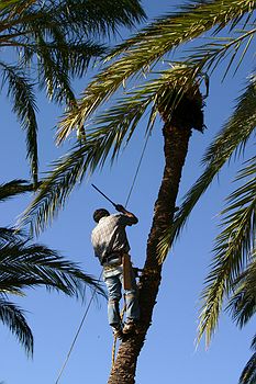 Palm lopping