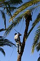 Palm lopping