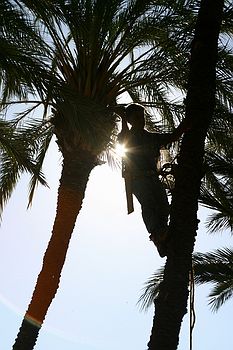 Palm Lopping