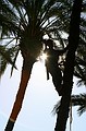 Palm Lopping