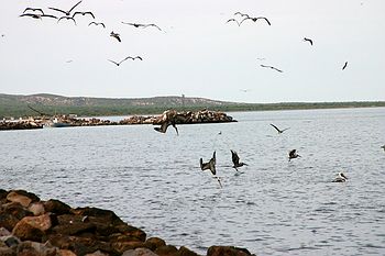 Dive Bomb