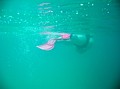 Visiting Fish