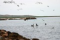 Dive Bomb
