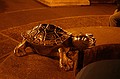 Silver turtle