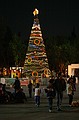 Tree in the square