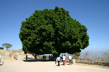 Monte Alban