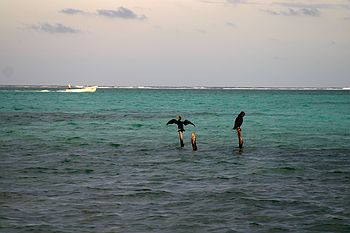Balancing Birds