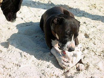 Kai with Conch Shell