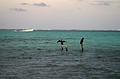 Balancing Birds