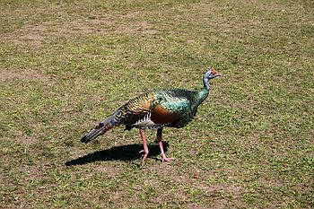 Bird thing