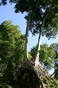 Crazy roots