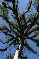 National tree of Guat - Name...?