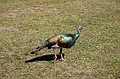 Bird thing