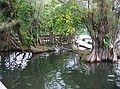 Mangroves on Rio Dulce