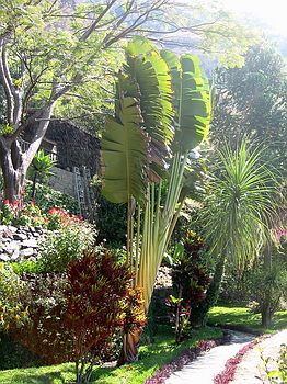 Garden path