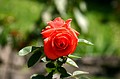 Pretty