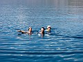 Sylvia, Patricia & Paul