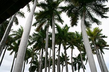 Tree tops