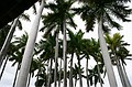 Tree tops