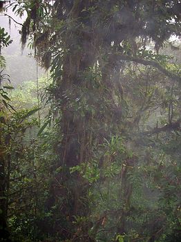 Steamy forest
