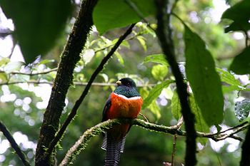 Orange Bellied Trogon