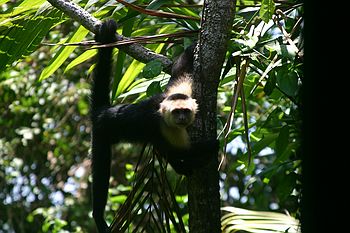 Just hanging