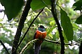 Orange Bellied Trogon