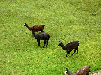 Llama Negra