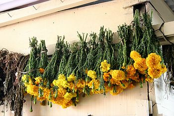 Flowers for witches