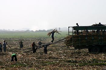 Sugar Beat harvest