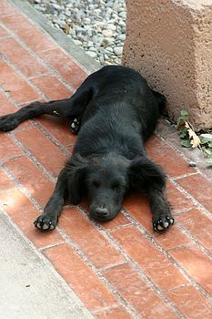 Sleeping Puppy