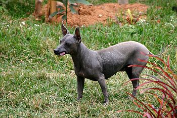 Virango Dog, orh, no hair!!