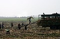 Sugar Beat harvest
