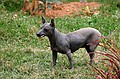 Virango Dog, orh, no hair!!