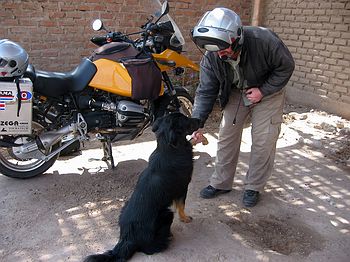 Guard Puppy