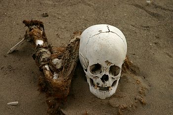 Bleached skull